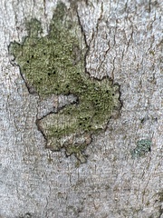 Bacidia schweinitzii