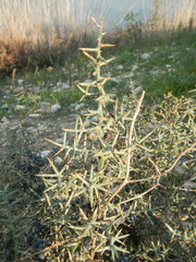 Asparagus horridus