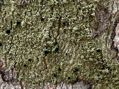 Bacidia schweinitzii