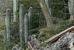 Vachellia tortuosa