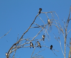 Tachycineta leucopyga