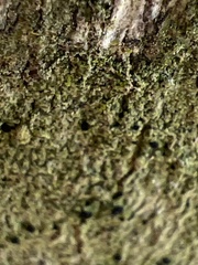 Bacidia schweinitzii