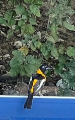 Icterus icterus