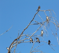 Tachycineta leucopyga