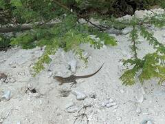 Cnemidophorus murinus