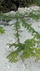 Vachellia tortuosa