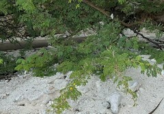 Vachellia tortuosa
