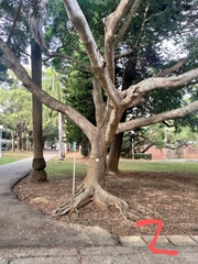 Ficus microcarpa microcarpa