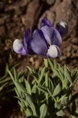 Lathyrus magellanicus