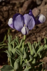 Lathyrus magellanicus