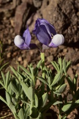Lathyrus magellanicus