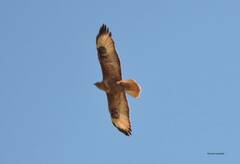 Buteo rufinus cirtensis