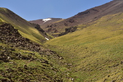 Lathyrus magellanicus