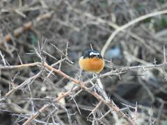 Phoenicurus moussieri