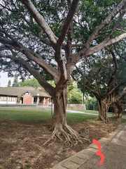Ficus microcarpa microcarpa