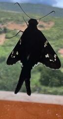 Eudamini