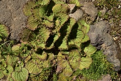 Calceolaria filicaulis