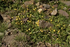 Calceolaria filicaulis