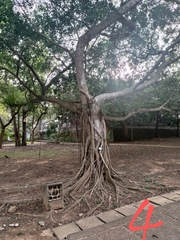 Ficus microcarpa microcarpa