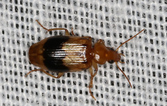 Lebiinae