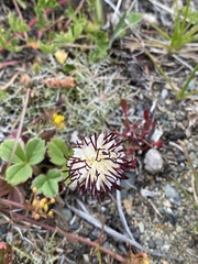 Hypochaeris incana