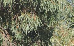 Eucalyptus globulus