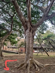 Ficus microcarpa microcarpa