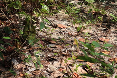Cnemidophorus gaigei