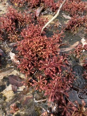 Drosera amazonica