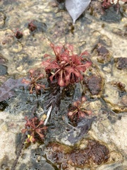 Drosera amazonica