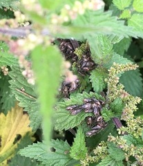 Heterogaster urticae