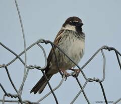 Passer hispaniolensis
