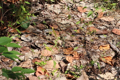 Cnemidophorus gaigei