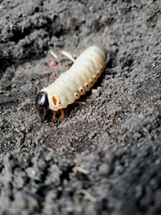 Scarabaeidae