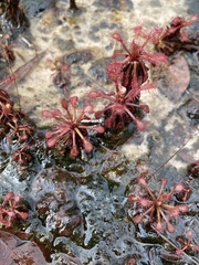 Drosera amazonica