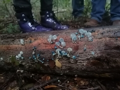 Mycena cyanocephala