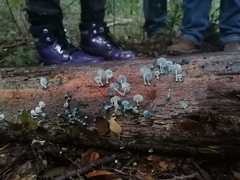 Mycena cyanocephala