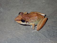 Pristimantis zeuctotylus
