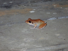 Pristimantis zeuctotylus