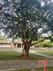 Ficus microcarpa microcarpa