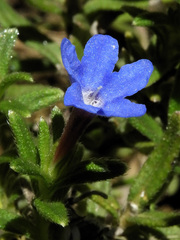 Glandora oleifolia