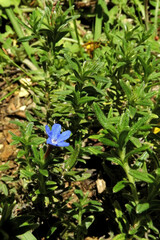Glandora oleifolia