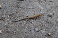 Sphaerodactylus