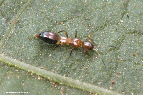Franklinothrips megalops