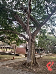 Ficus microcarpa microcarpa