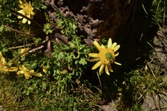 Ranunculus peduncularis