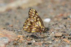 Catasticta philodora