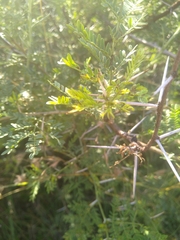 Vachellia karroo