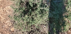 Balanites aegyptiaca