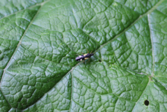 Dryophilocoris flavoquadrimaculatus